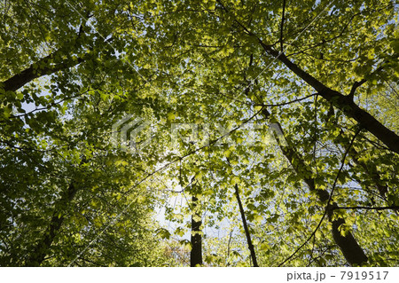 Looking up at trees Looking up at trees 7919517