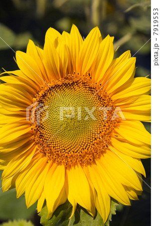 Close up of sunflower 7919553