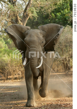 African elephant charging, front view 7919630