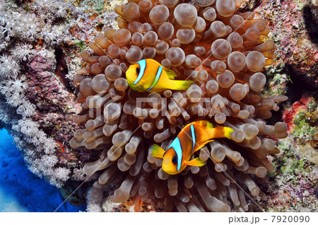 Anemone fish in the Red Sea, Egypt 7920090