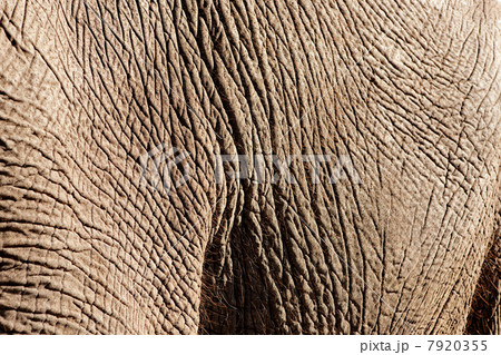 Detail of Elephant skin, Botswana, Africa 7920355