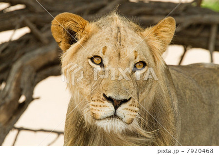 African lion, headshot 7920468