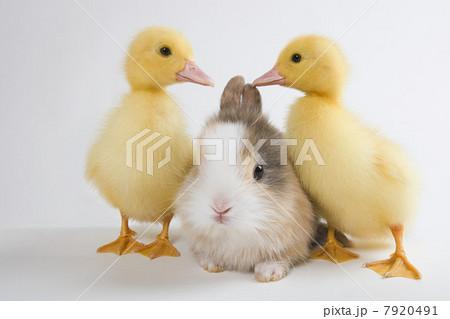 Two ducklings and rabbit, studio shot 7920491