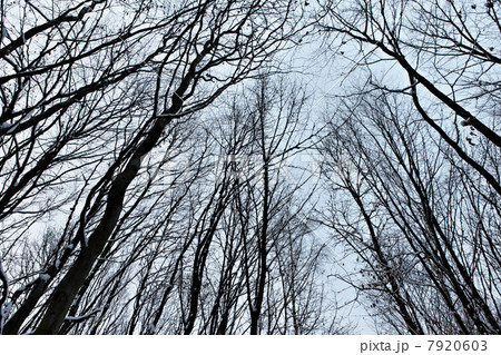 Low angle view of bare trees in winter 7920603