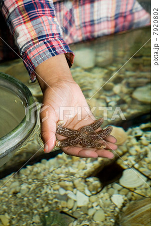 Girl holding starfish in aquarium Girl holding starfish in aquarium 7920802