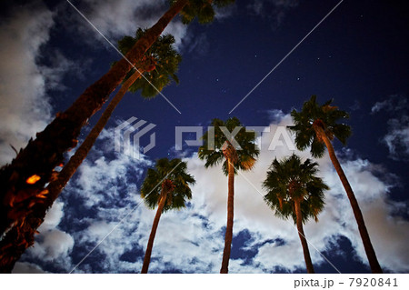 Palm trees against blue sky, low angle Palm trees against blue sky, low angle 7920841