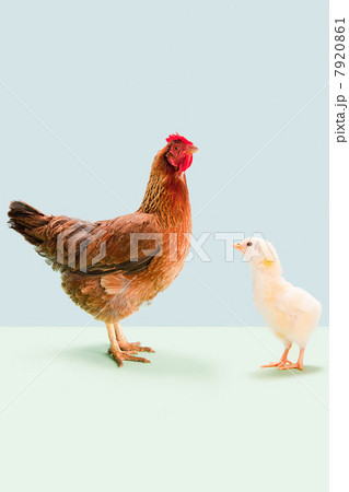 Hen standing with chick in studio Hen standing with chick in studio 7920861