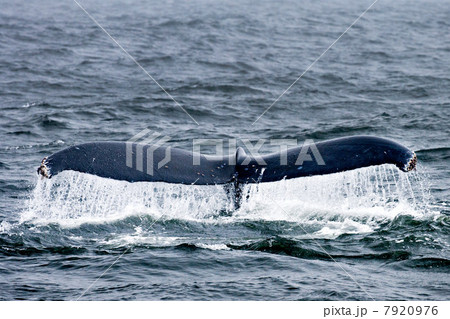 Humpback whale, farallon islands, california, usa 7920976