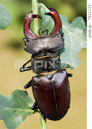 Stagbeetle, close up 7921123