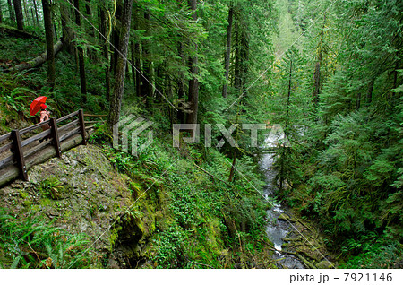 Woman with umbrella walking in forest Woman with umbrella walking in forest 7921146