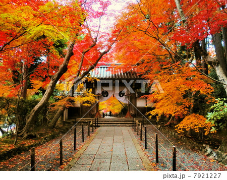 光明寺の紅葉 7921227