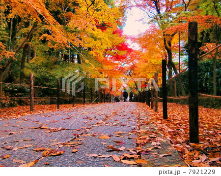 光明寺の紅葉 7921229