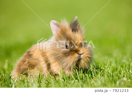 One rabbit sitting on grass 7921233