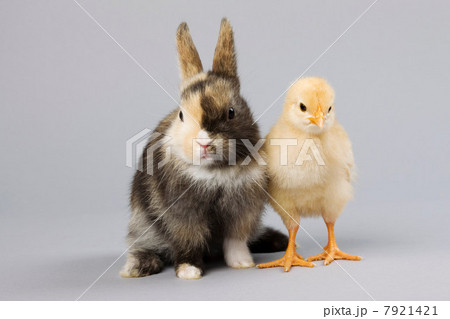 Rabbit and chick, studio shot 7921421