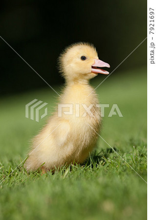 One duckling on grass 7921697