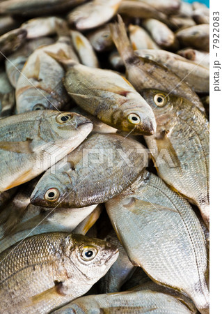 Dorade at fish market, Houmt Souk, Djerba, Tunisia 7922083