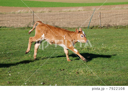 Calf in field 7922108