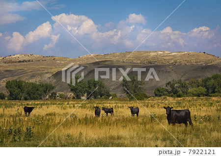 Cattle in field in Wyoming, USA 7922121
