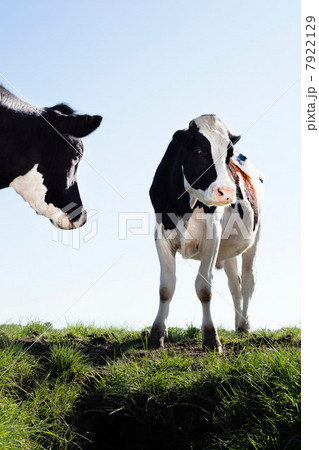 Cows 7922129