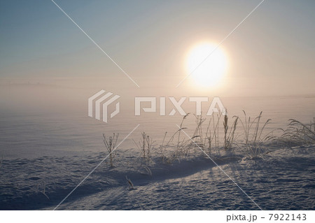 Tall grass in snowy field 7922143