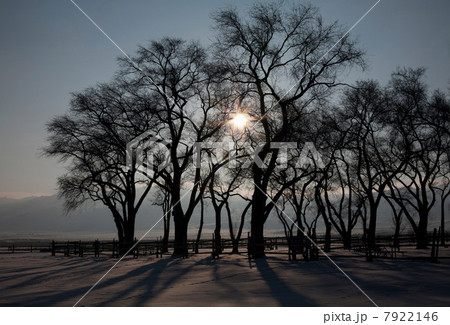 Silhouette of trees in rural landscape 7922146