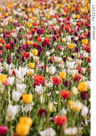 Brightly colored tulips, close up 7922147