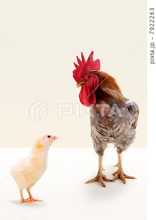 Rooster standing with chick in studio Rooster standing with chick in studio 7922263