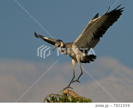 Black-headed Heron, Lonehill Dam, Johannesburg, South Africa Black-headed Heron, Lonehill Dam, Johannesburg, South Africa 7922359