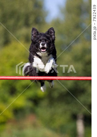 Dog jumping over bar Dog jumping over bar 7922439