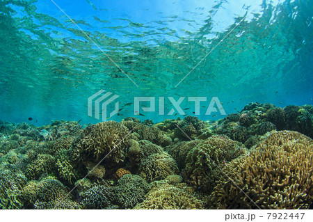 Coral reef in shallow water 7922447