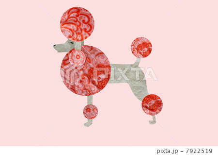 Poodle on pink background Poodle on pink background 7922519