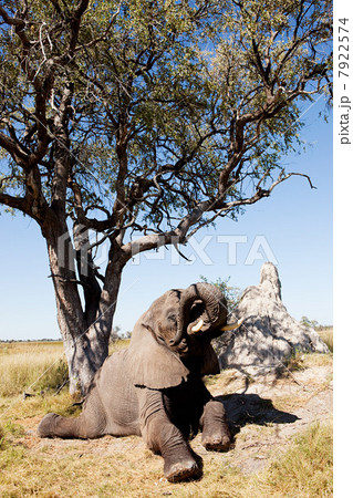 Female African Elephant getting up after a rest near a termite mound, Botswana, Africa 7922574
