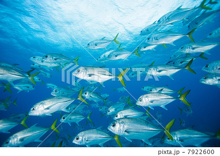 School of fish swimming underwater School of fish swimming underwater 7922600