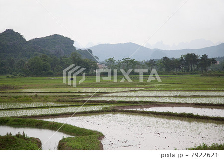 China, guangxi province, yangshuo, rice fields China, guangxi province, yangshuo, rice fields 7922621