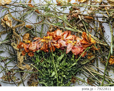 Dried flowers and plants on paper 7922811