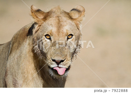 Young male lion, portrait 7922888