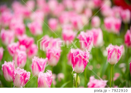 Pink and white flowers 7922910