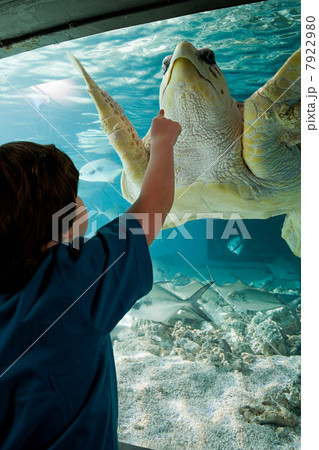 Boy pointing at sea turtle in aquarium 7922980