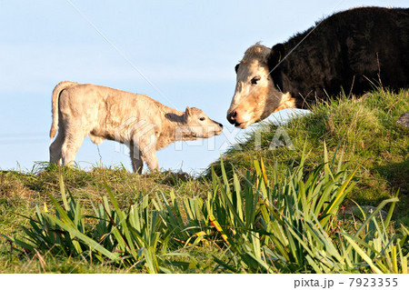 Cow and newborn calf 7923355