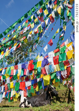 Cow underneath buddhist prayer flags 7923359