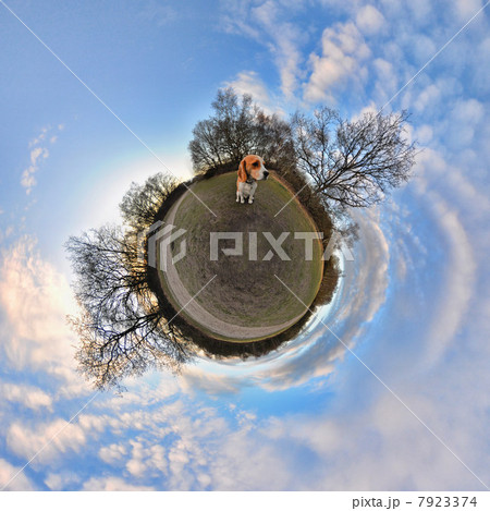 Beagle in park with little planet effect 7923374