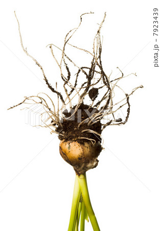 Plant bulb roots Plant bulb roots 7923439