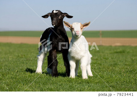 Two goat kids in field 7923441