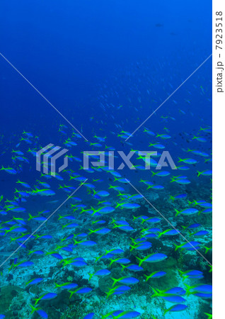 School of fusiliers fish swimming 7923518