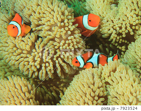 Anemonefish swimming in anemone Anemonefish swimming in anemone 7923524