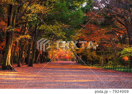 糺の森の紅葉 7924009