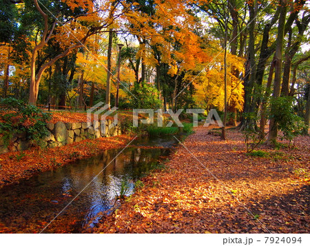 糺の森の紅葉 7924094