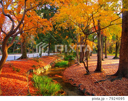 糺の森の紅葉 7924095