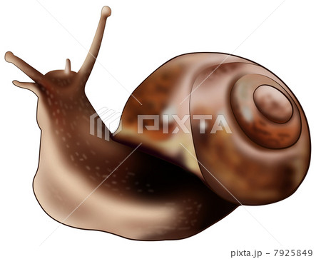 Worm 7925849