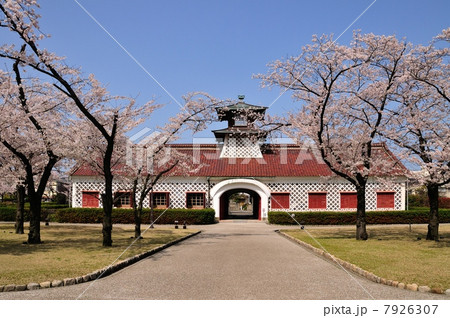 桜咲く旧新潟税関庁舎 7926307